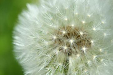 Closeup of a white dandelion