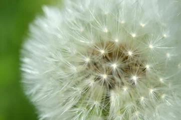 Rolgordijnen Closeup of a white dandelion © AnnyKen