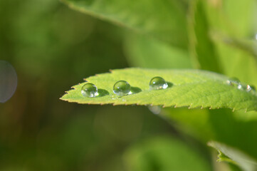Closeup of raindrops on a green leaf