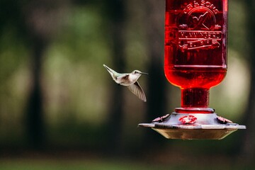 Hummingbird in Flight