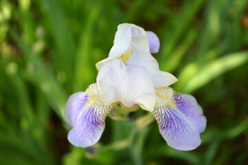 Closeup of an iris flower
