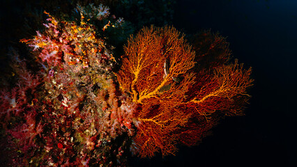 Fototapeta na wymiar Underwater photo of sea fan coral in the deep dark - Gorgonian.