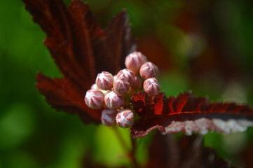Closeup of white buds of a red-leaves bush