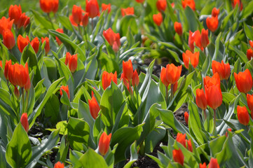 A group of red tulips on the flowerbed