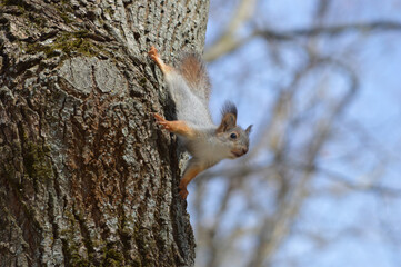Closeup of a cute squirrel child on the tree