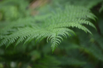 Closeup of a green fern leaf