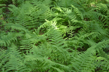 Green fern bushes in the forest