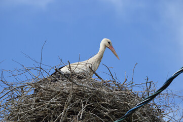 An adult stork in the nest