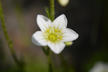 Closeup of a small white saxifrage flower