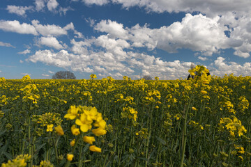Fototapeta premium Flowering rape with white buds