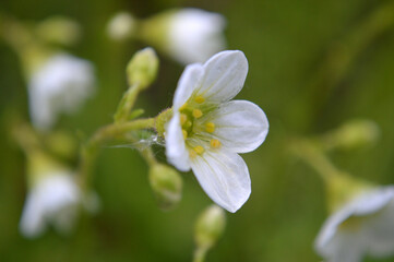Closeup of a small white saxifrage flower