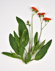 Red flowers and edible leaves of Emilia javanica - 615133327