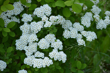 Closeup of white flowers on the bush