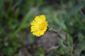 Closeup of a yellow coltsfoot flower