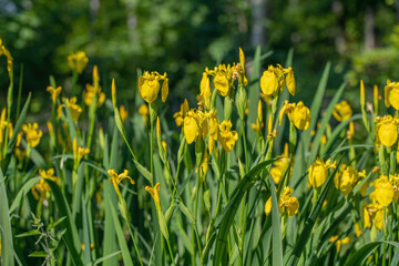 Group of water flags (Iris pseudacorus).
