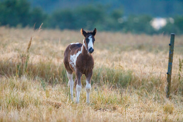 A young foal o a meadow