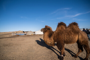 Wild Bactrian camel in Mongolian Nomadic camping