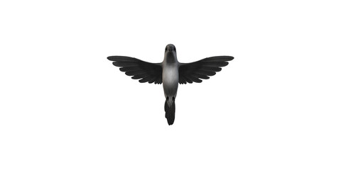 Humming Bird isolated on a Transparent Background