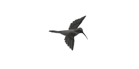Humming Bird isolated on a Transparent Background