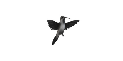 Humming Bird isolated on a Transparent Background