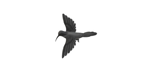 Humming Bird isolated on a Transparent Background