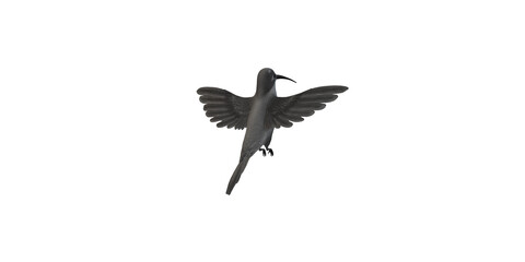 Obraz premium Humming Bird isolated on a Transparent Background