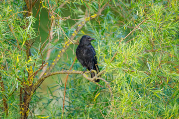 A black Raven in the wild