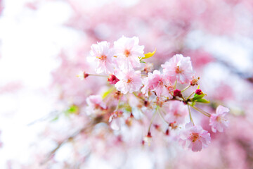 Pink cherry blossom, Sakura flowers defocused with soft blur background, selective focused