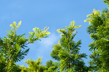 Beautiful green leaves of plants named 