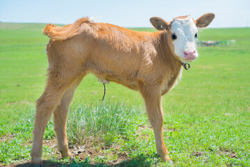 モンゴルの大草原の子牛