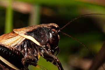 Pholidoptera griseoaptera