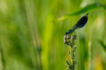 A Banded Demoiselle Dragonfly in the wild