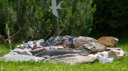 a young white wagtail, motacilla alba, is drinking water at a bird bath at a sunny summer day