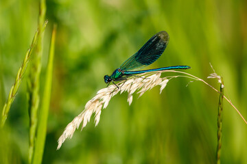 A Banded Demoiselle Dragonfly in the wild