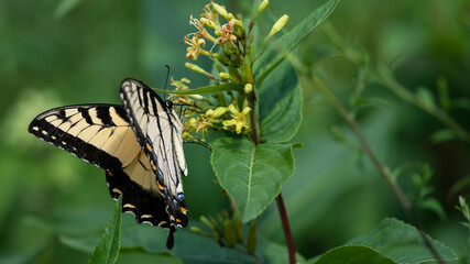 Eastern Tiger Swallowtail Butterfly Sipping Nectar from the Accommodating Flower
