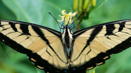 Eastern Tiger Swallowtail Butterfly Sipping Nectar from the Accommodating Flower
