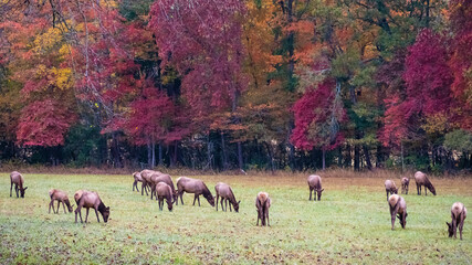 Herd of Elk Grazing Quietly on a Beautiful Autumn Morning