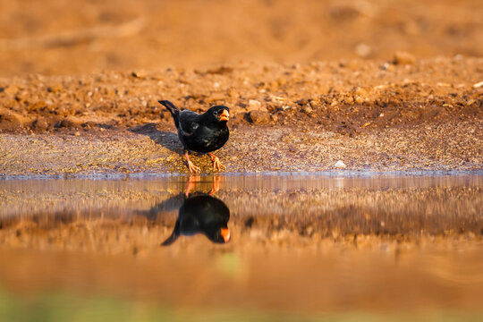 Village Indigobird drinking at waterhole with reflection in Kruger National park, South Africa ; Specie Vidua chalybeata family of  Viduidae