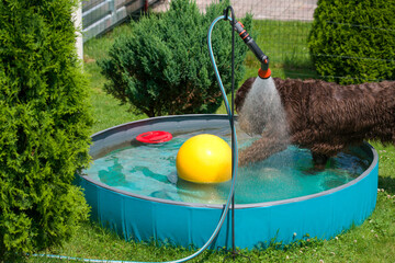 a brown dog, a pudelpointer, is playing in the water in a dog pool on a hot summer day