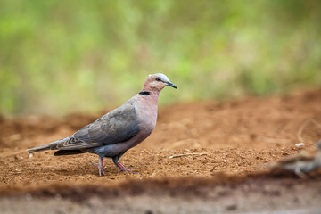 Red-eyed Dove on the ground in Kruger National park, South Africa ; Specie Streptopelia semitorquata family of Columbidae