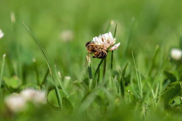 a honey bee on white clover in the sunshine