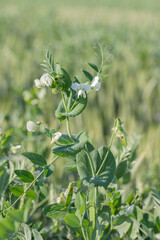 White pea blossom (Pisum sativum) in a field. - obrazy, fototapety, plakaty