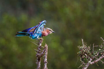Lilac breasted roller landing on a branch spread wings in Kruger National park, South Africa ;...