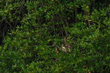 macaque : an adult macaque while sitting in a forest in Thailand..