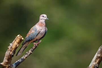 Laughing Dove standing on a branch isolated in natural background in Kruger National park, South Africa ; Specie Streptopelia senegalensis family of Columbidae