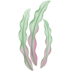 Three green blue seaweed illustration