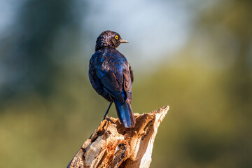 Cape Glossy Starling standing on a log isolated in natural background in Kruger National park, South Africa ; Specie Lamprotornis nitens family of Sturnidae