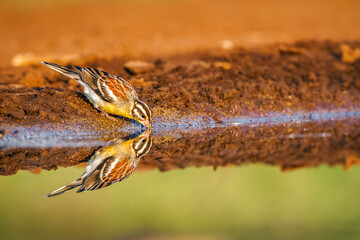 African Golden breasted Bunting drinking in waterhole in Kruger National park, South Africa ; Specie Fringillaria flaviventris family of Emberizidae