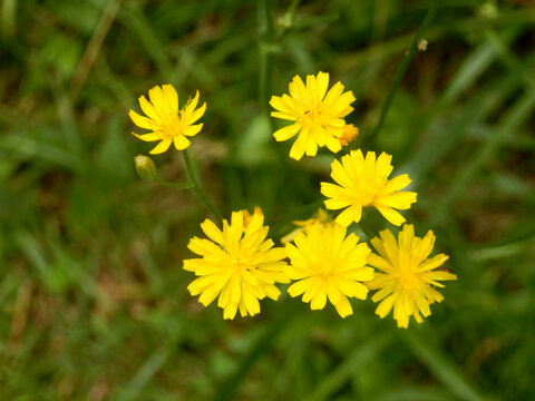 Close up of the vibrant yellow flower heads of the Autumn Hawkbit (Leontodon autumnalis)
