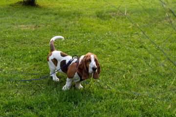Neville Longbottom the Basset Hound enjoying the summer grass